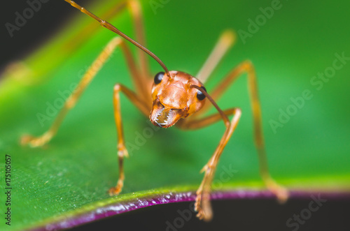Zdjęcie XXL ładny czerwony mrówka stanąć na zielony liść i atrakcyjny wygląd.