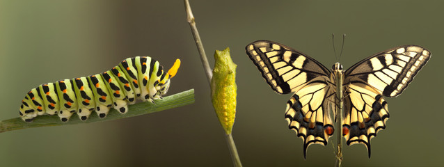 Wall Mural - Transformation of common machaon butterfly emerging from cocoon isolated