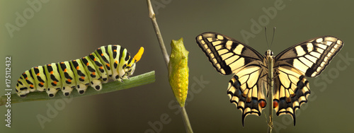 Fotografía Transformation of common machaon butterfly emerging from cocoon isolated