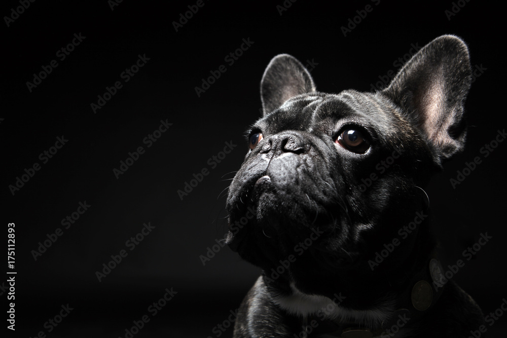 French bulldog with plain background - obrazy, fototapety, plakaty 