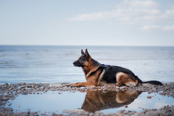  Dog German shepherd on the shore of the sea