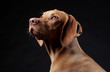 © Andrei - Hungarian hunter dog in studio