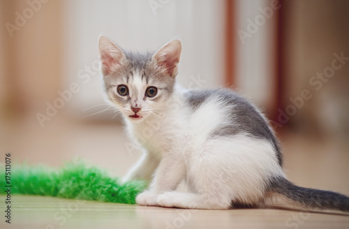 Plakat Domowy mały kotek bawi się zabawką.