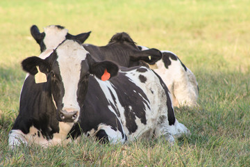 Cattle Laying in Grass Pasture