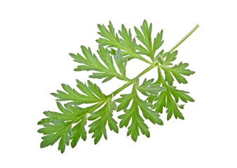 Sprig of medicinal wormwood on a white background. Sagebrush sprig.