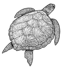 Green Sea Turtle Illustration, Drawing, Engraving, Ink, Line Art, Vector