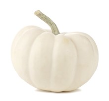 Single White Mini Pumpkin Isolated On A White Background