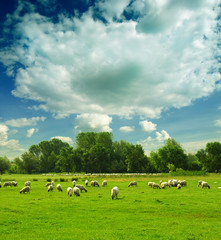 Canvas Print - flock of sheep