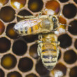 zbliżenie pszczół na plastrze w pasiece
