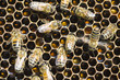 zbliżenie pszczół na plastrze w pasiece
