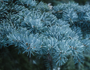  In winter the branch of spruce is covered with hoarfrost
