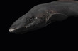 チヒロザメ　駿河湾で獲れた奇妙な深海サメ　黒抜き　静岡県戸田漁港