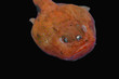ミドリフサアンコウ　黒抜き　駿河湾で獲れた奇妙な深海魚　静岡県戸田漁港