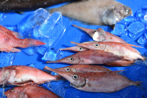 駿河湾で獲れた奇妙な深海魚 静岡県戸田漁港 Stock 写真 Adobe Stock