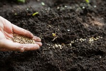 Cropped Hands Of Woman With Seeds Over Dirt