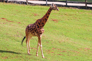 Giraffe (Giraffa camelopardalis)