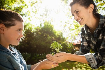 Wall Mural - Smiling mother giving seedling to daughter