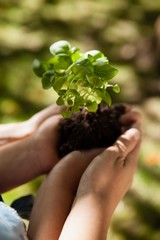 Wall Mural - Cropped mother and daughter holding seedling in cupped hands