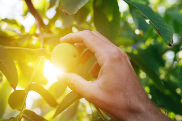 farmer examining walnut fruit grown in organic garden