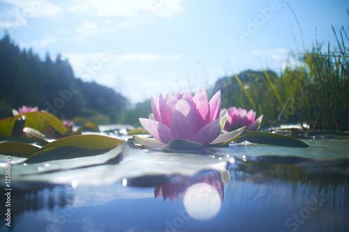 lotus flower in pond