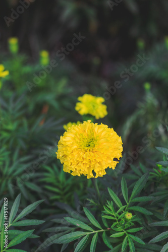 Zdjęcie XXL zbliżenie nagietki kwiat z miękkim naciskiem i ponad światłem w tle