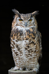 Poster - An upright portrait of an eagle owl standing on a post facing forward with large orange eyes staring set against a black background