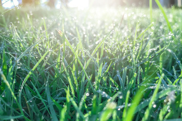 Wall Mural - green grass with morning dew and sunlight.