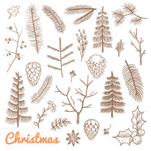 Hand Drawn Fir And Pine Branches, Fir-cones. Christmas And Winter Holidays Doodle Vector Design Elements