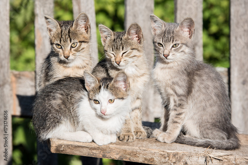 Plakat Cztery kocięta siedzą na desce