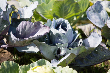 cabbage with large leaves in the garden