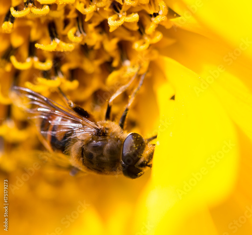 Zdjęcie XXL pszczoła na żółtym słoneczniku w przyrodzie