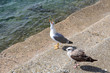 seagull on the rock in the Black Sea