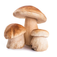 Three Fresh Mushrooms