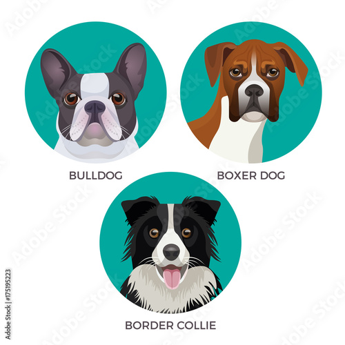 Short Hair Bulldog Boxer Dog And Border Collie Popular Canine