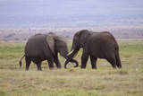 Fototapeta Sawanna - Kämpfende Elefanten, Jungtiere, (Loxodonta africana), Amboseli Nationalpark, Kenia, Ostafrika