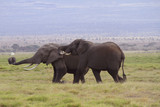 Fototapeta Sawanna - Afrikanische Elefanten (Loxodonta africana), Amboseli Nationalpark, Kenia, Ostafrika