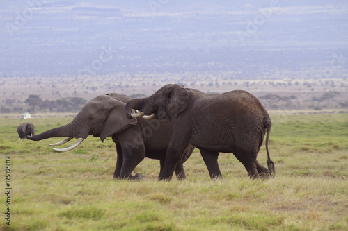 Afrikanische Elefanten (Loxodonta africana), Amboseli Nationalpark, Kenia, Ostaf Poster