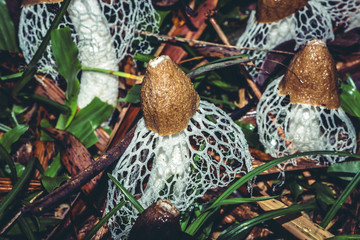 Wall Mural - The plants thrive in the wild. Bamboo Mushroom