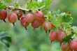 Fruits of a gooseberry