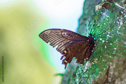 a large swallowtail is sitting on the tree. Butterfly on the plants.