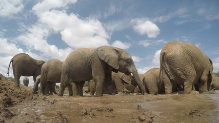 African Elephants