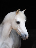 Fototapeta Konie - Headshot of a Grey Pony