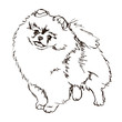 © lizavetas - Illustration of dog breed Pomeranian