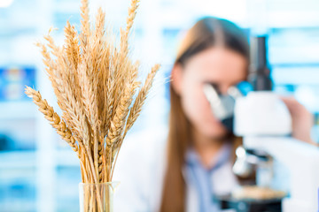 Canvas Print - Selective and genetic work with seeds and grains in a scientific laboratory. Food quality control