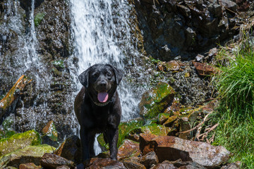 Labrador Retriever Black Dog lay in the mountains