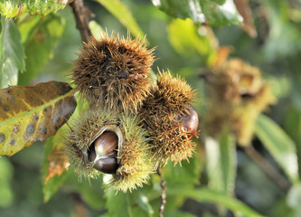 Wall Mural - chestnuts in the tree