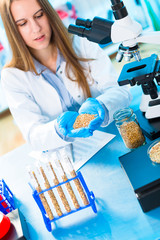 Wall Mural - Selective and genetic work with seeds and grains in a scientific laboratory. Food quality control