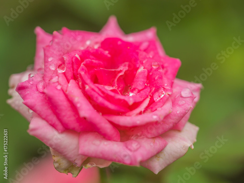 kwiat-rozy-z-widoczna-rzeska-rosa