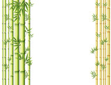 Fototapeta Sypialnia - Background design with green and golden bamboo stems
