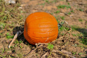 pumpkin